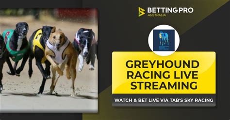 greyhounds live streaming free